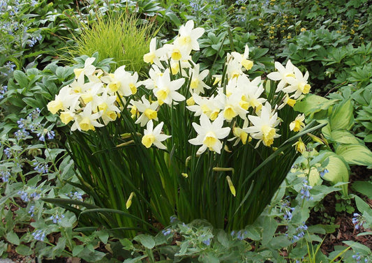 Narcissus jonquilla 'Sailboat' Jonquilla-Duft-Narzisse