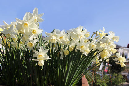 Narcissus jonquilla 'Sailboat' (Jonquilla-Duft-Narzisse)