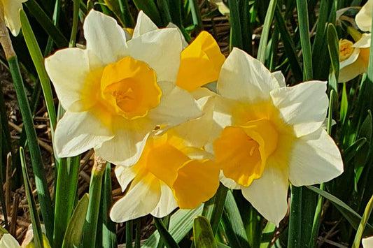 Narcissus jonquilla 'Golden Echo' Jonquillen-Duft-Narzisse