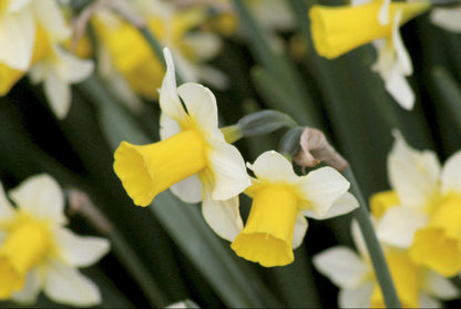 Narcissus jonquilla 'Golden Echo' (Jonquillen-Duft-Narzisse)
