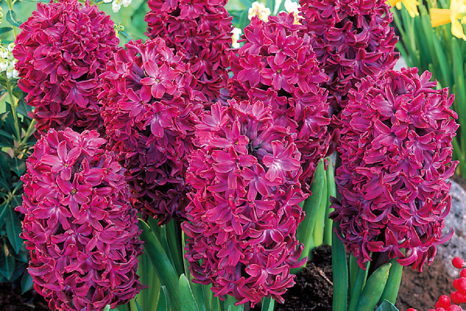 Hyacinthus 'Woodstock' Hyazinthe