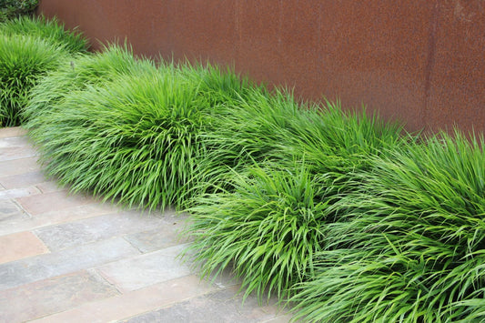 Hakonechloa macra Japanisches Berggras