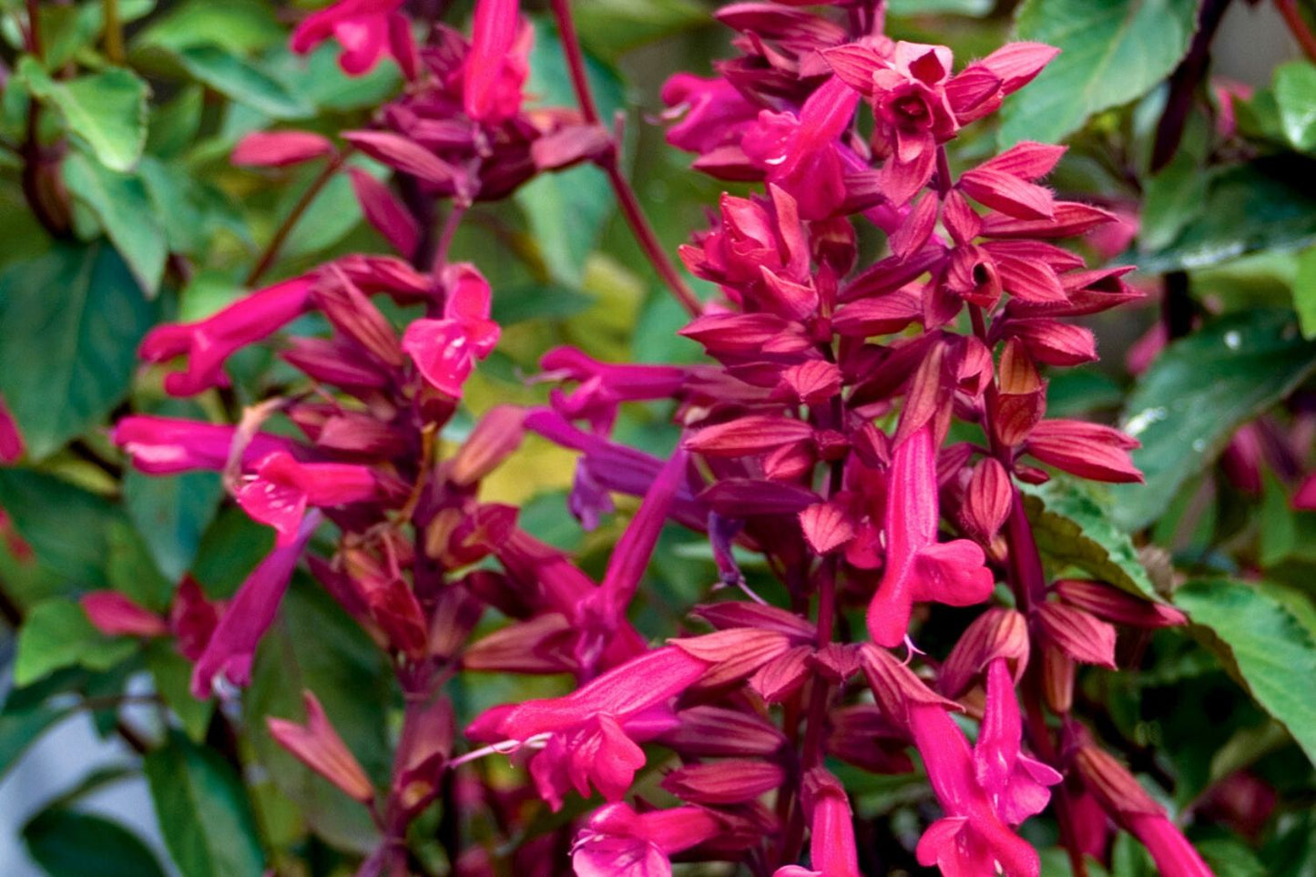 Salvia 'Wendy's Wish' Sommer-Salbei