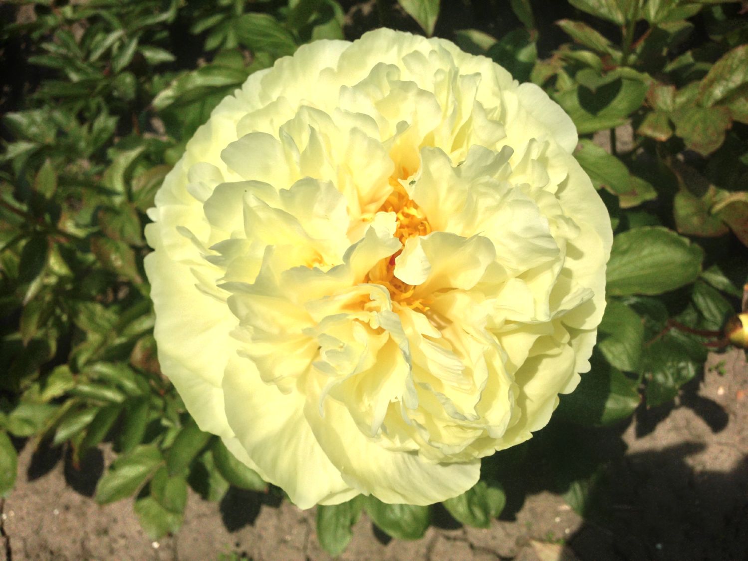 Paeonia lactiflora 'Lemon Chiffon' Staudenpfingstrose