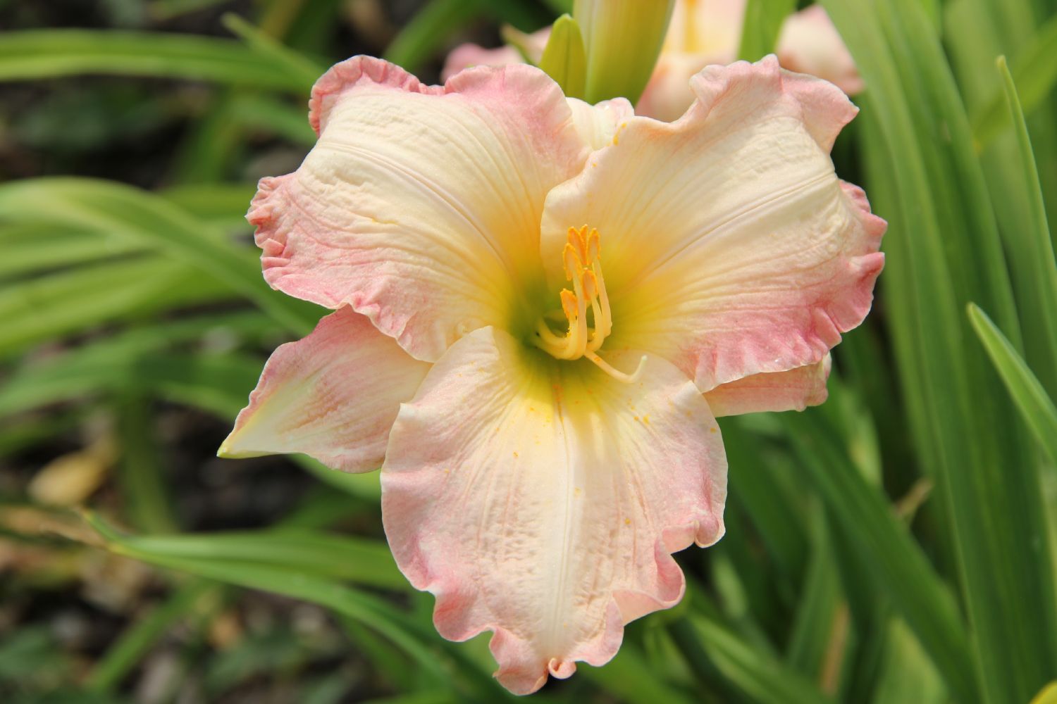 Hemerocallis 'Susan Weber' Großblumige Taglilie