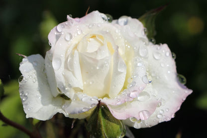 Rose 'Alaska'® / 'Future'® Kletterrose