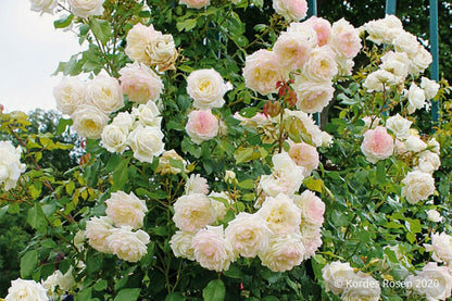 Rose 'Alaska'® / 'Future'® (Kletterrose)