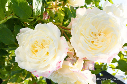 Rose 'Alaska'® / 'Future'® (Kletterrose)