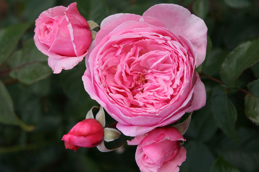 Rose 'Kiss Me Kate' ® Kletterrose