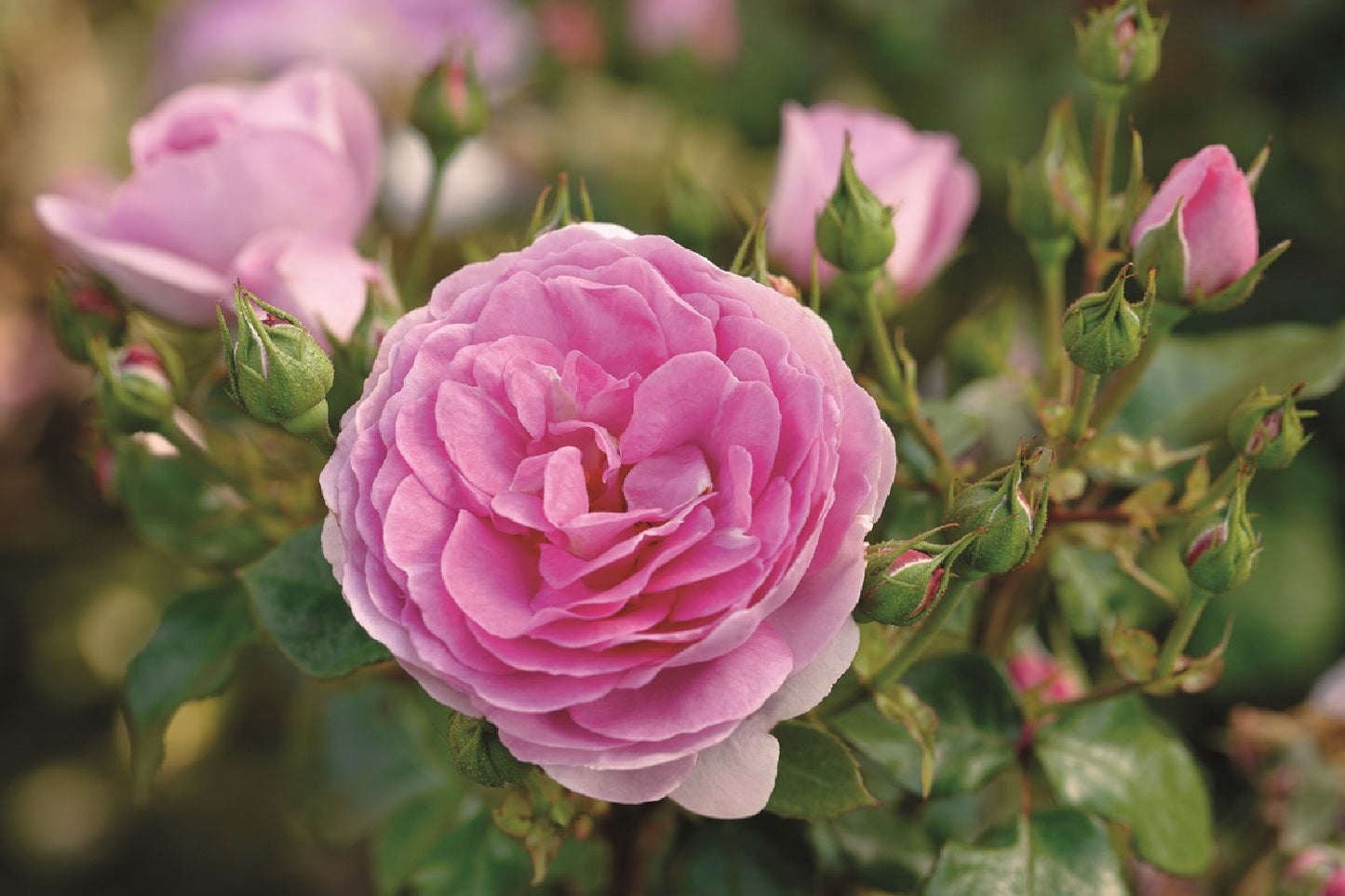 Rose 'Ozeana' Kletterrose