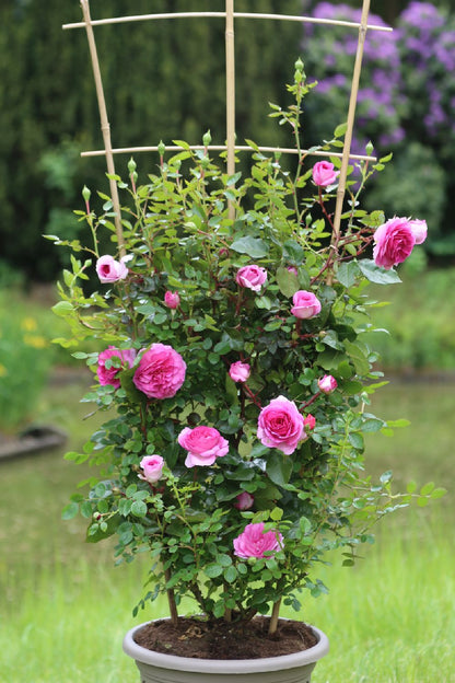 Rose 'Ozeana' (Kletterrose)