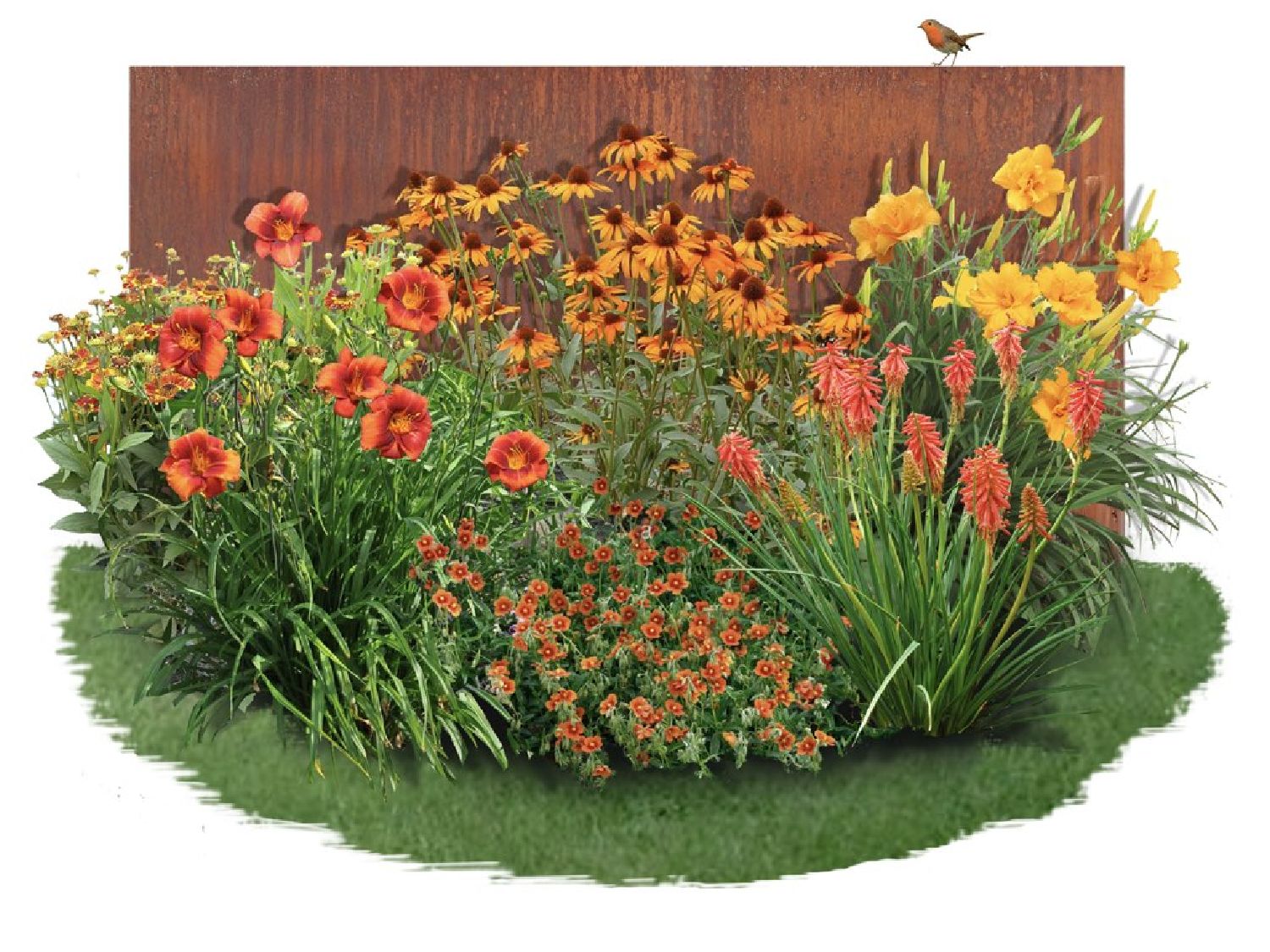Hemerocallis-Paket 'Firebird' Feurige Farben für den sommerlichen Garten