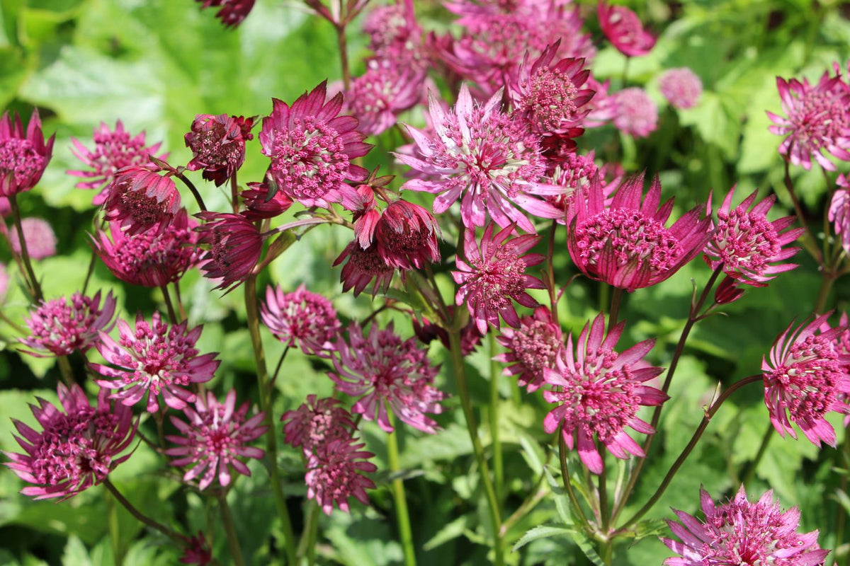 Astrantia major 'Claret' (Sterndolde) - P 0,5