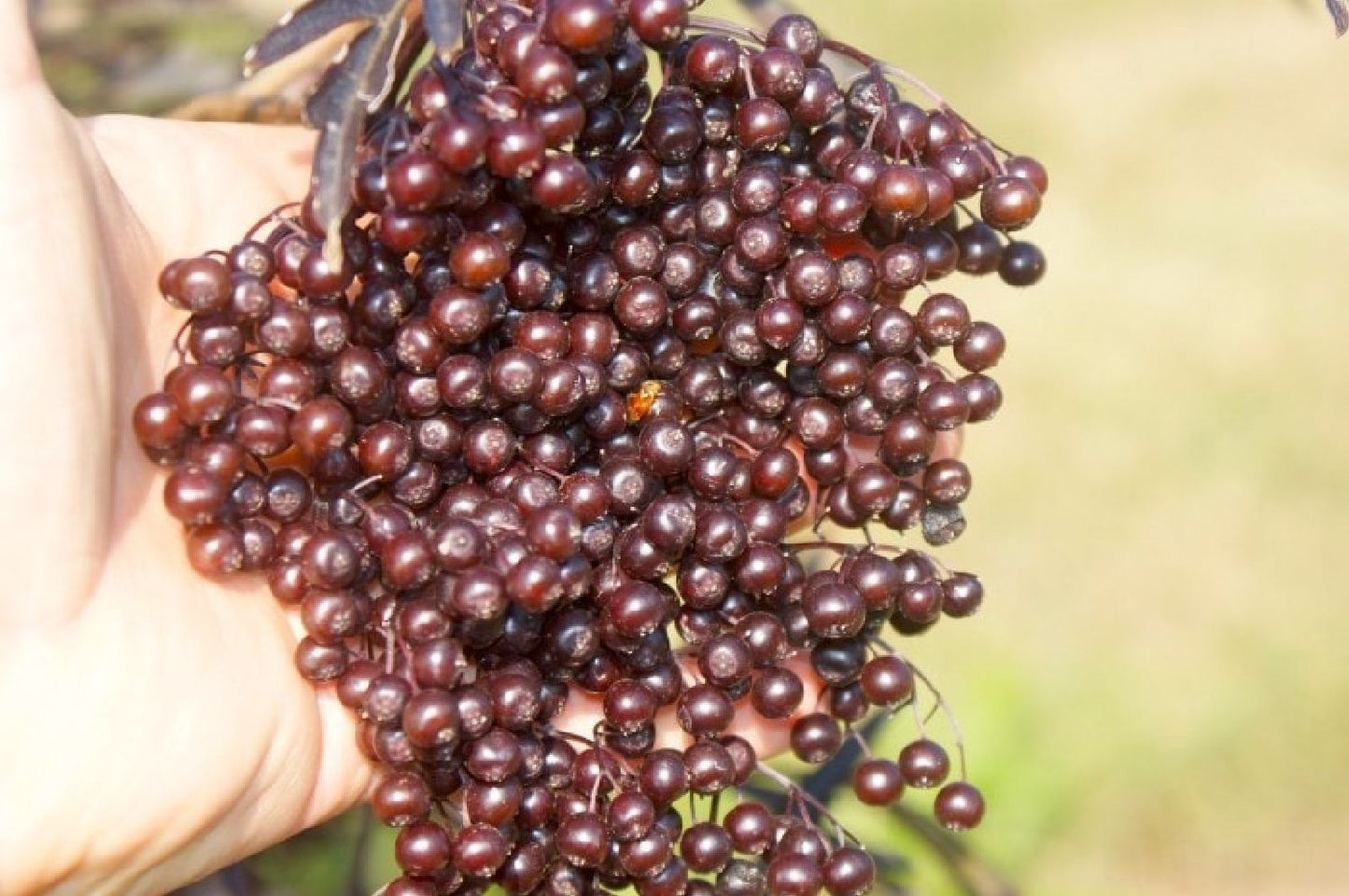 Sambucus nigra 'Black Lace' rotblättriger Holunder