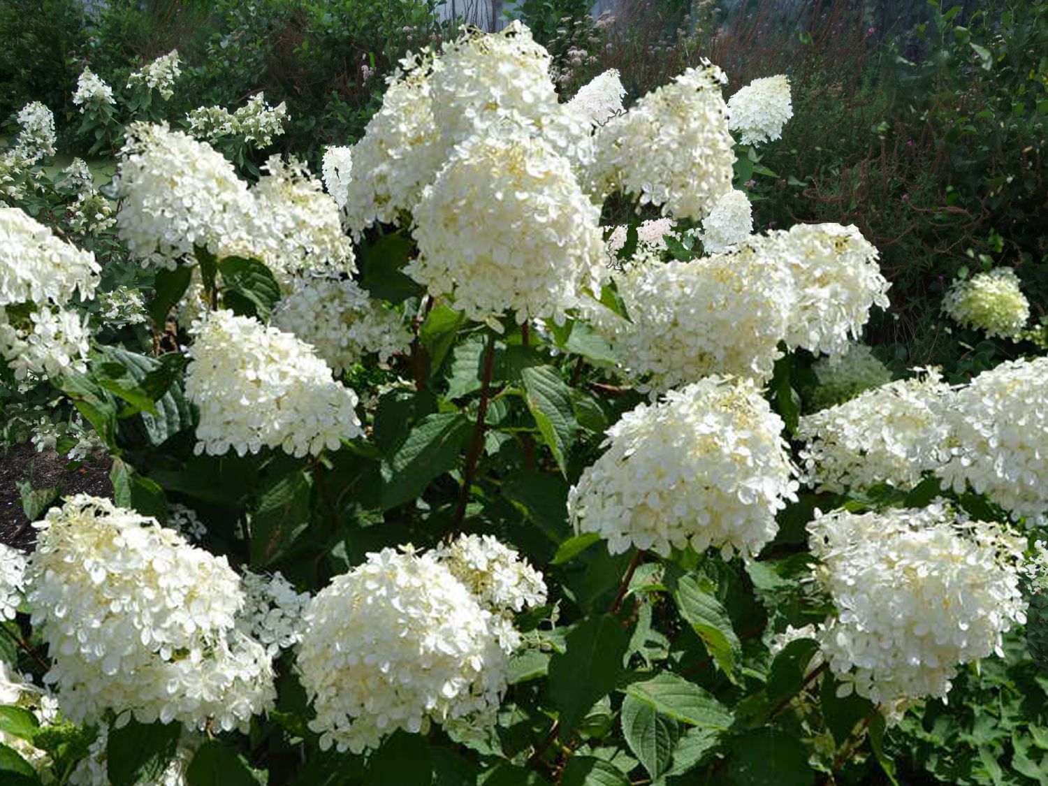 Hydrangea paniculata 'Phantom' Rispenhortensie