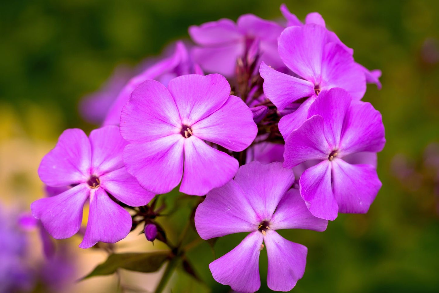 Phlox paniculata 'Amethyst' Hohe Flammenblume