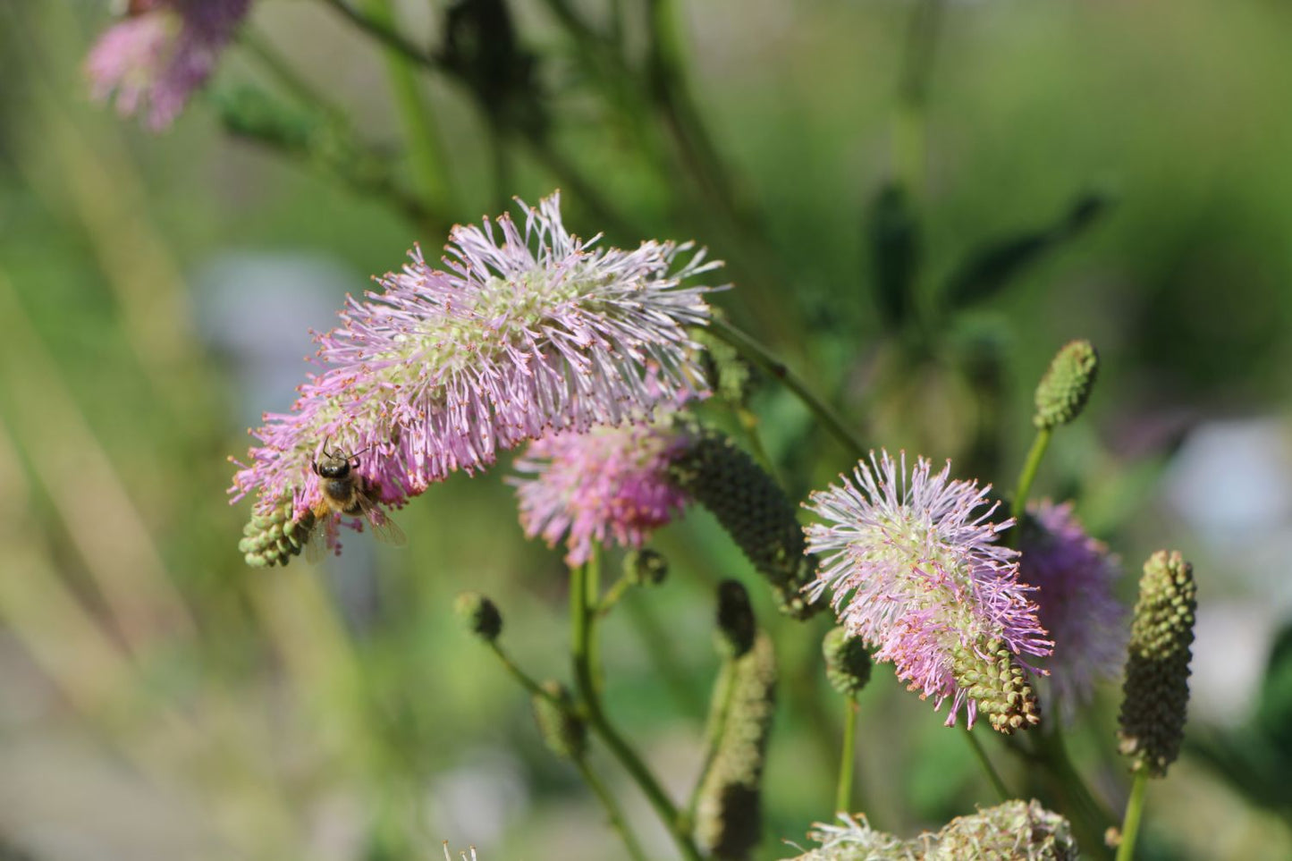 Sanguisorba tenuifolia 'Pink Brushes' (Hoher Wiesenknopf)
