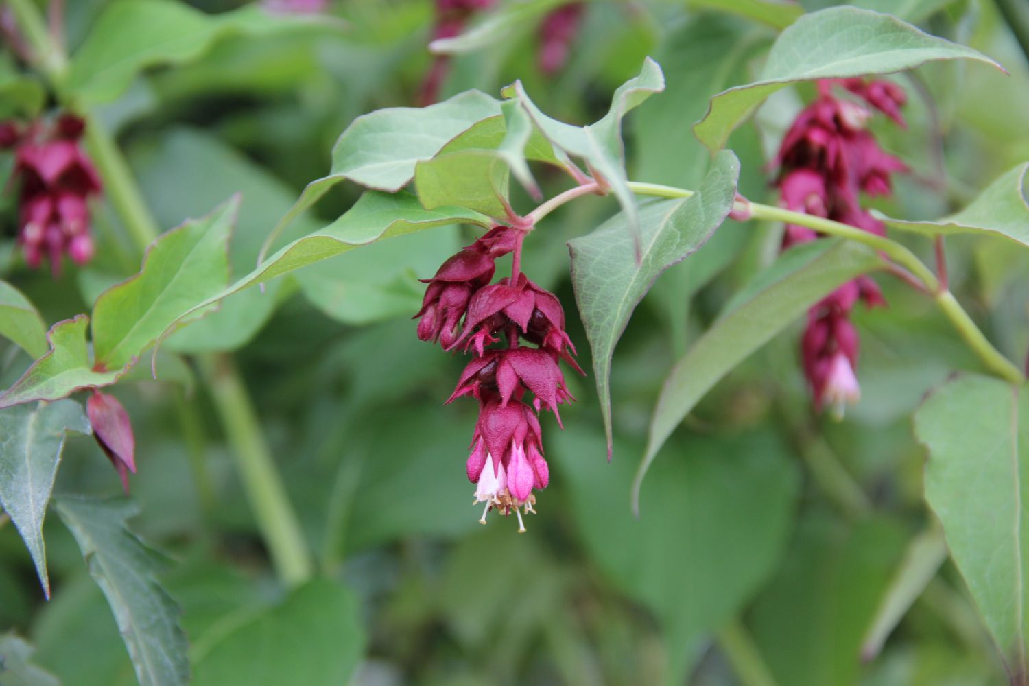 Leycesteria formosa 'Little Laterns' Karamellbeere