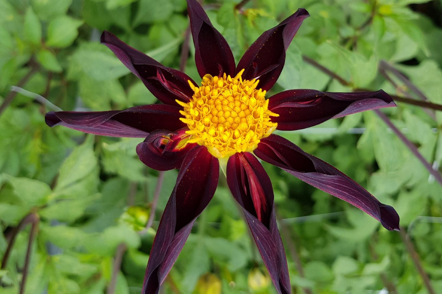 Dahlia 'Veronne's Obsidian' Orchideenblütige Dahlie