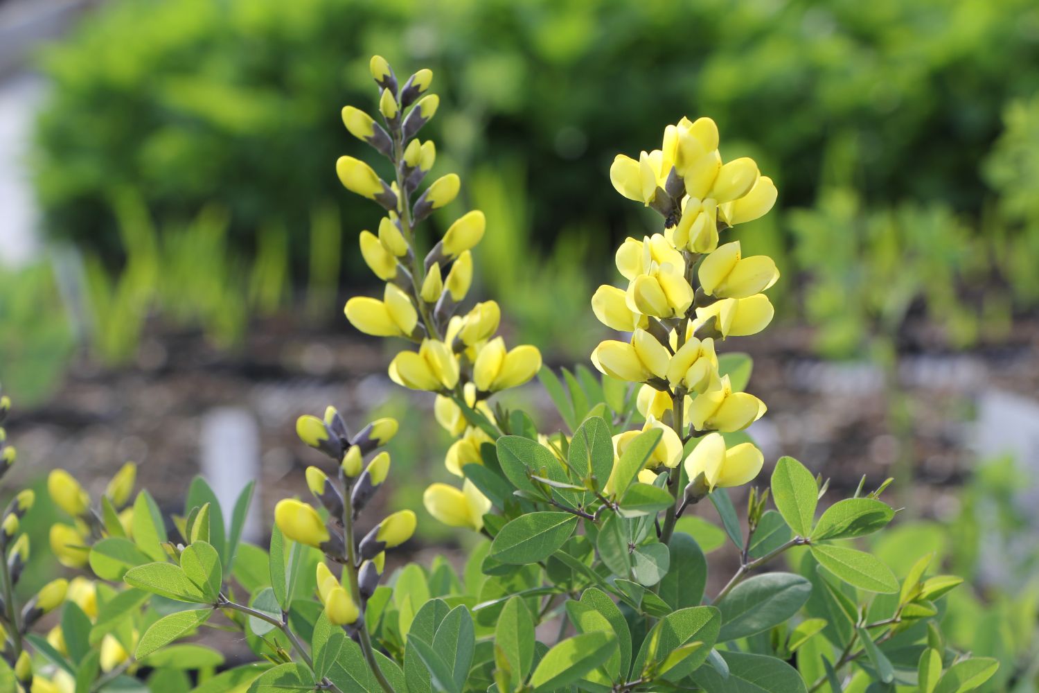 Baptisia 'Lemon Meringue' ® Färberhülse