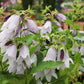 Campanula 'Iridescent Bells' Glockenblume
