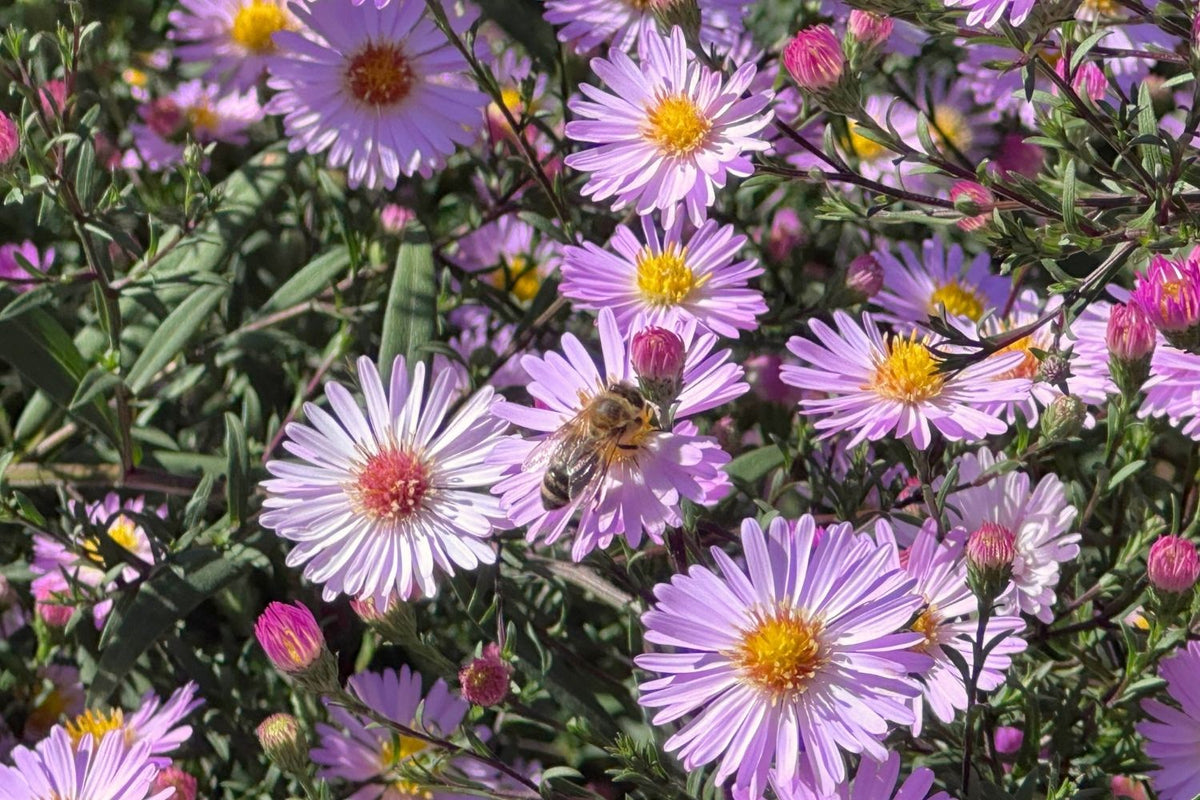 Aster novi-belgii 'Vasterival' Glattblatt-Aster