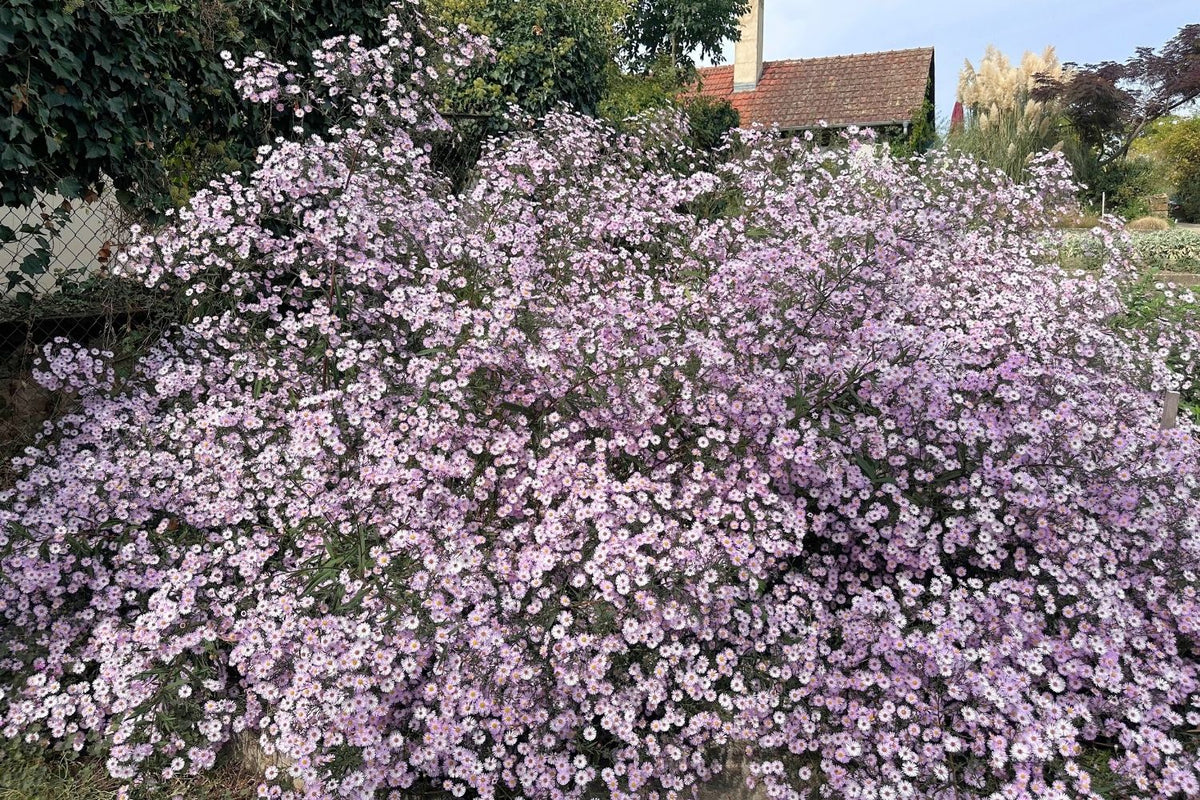Aster novi-belgii 'Vasterival' (Glattblatt-Aster)
