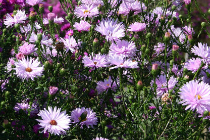 Aster novi-belgii 'Vasterival' (Glattblatt-Aster)