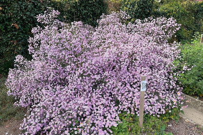 Aster novi-belgii 'Vasterival' (Glattblatt-Aster)