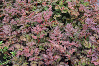 Astilbe 'Delft Lace' (Prachtspiere)