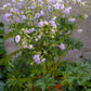 Geranium pratense 'Cloud Nine' (Garten-Storchschnabel)