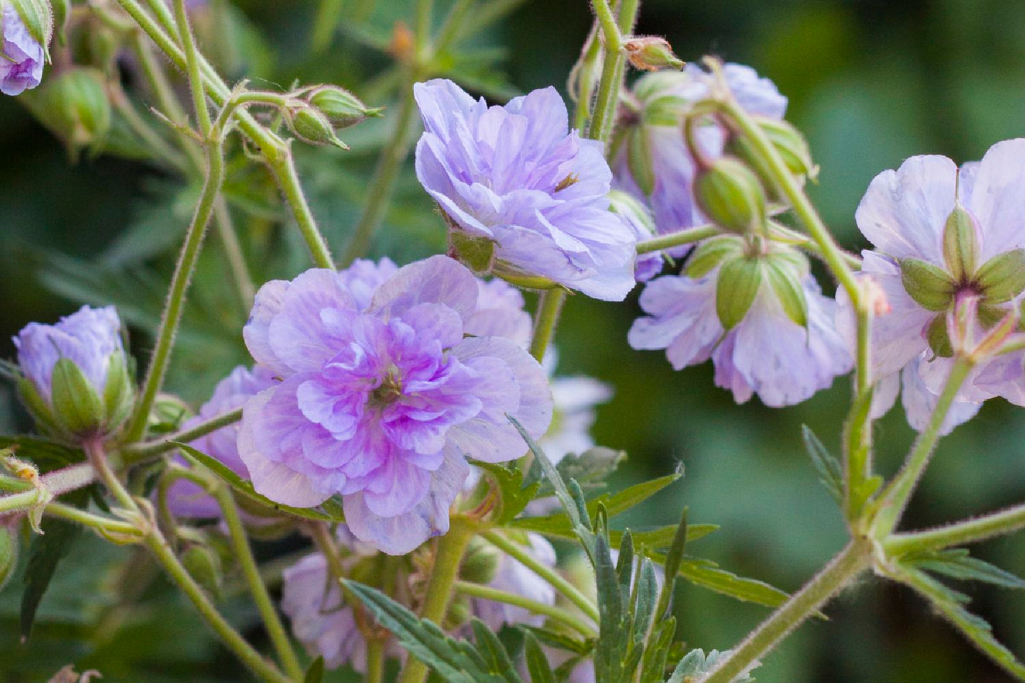 Geranium pratense 'Cloud Nine' ® Garten-Storchschnabel
