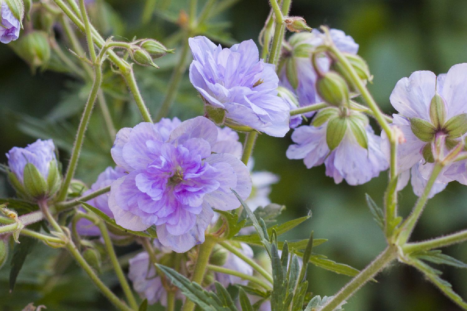 Geranium pratense 'Cloud Nine' ® Garten-Storchschnabel