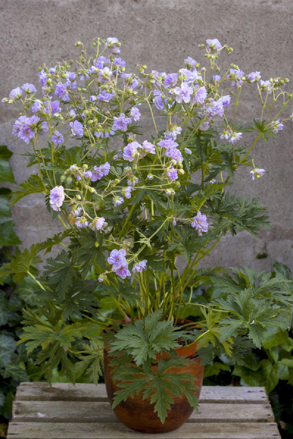 Geranium pratense 'Cloud Nine' ® (Garten-Storchschnabel)