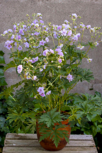 Geranium pratense 'Cloud Nine' ® (Garten-Storchschnabel)