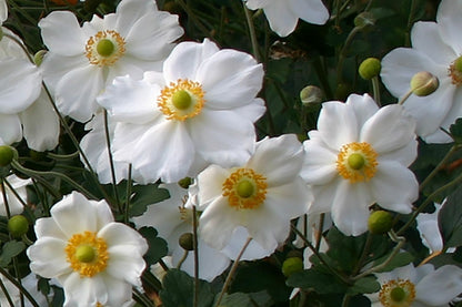 Anemone 'Pretty Lady Maria' Herbst-Anemone