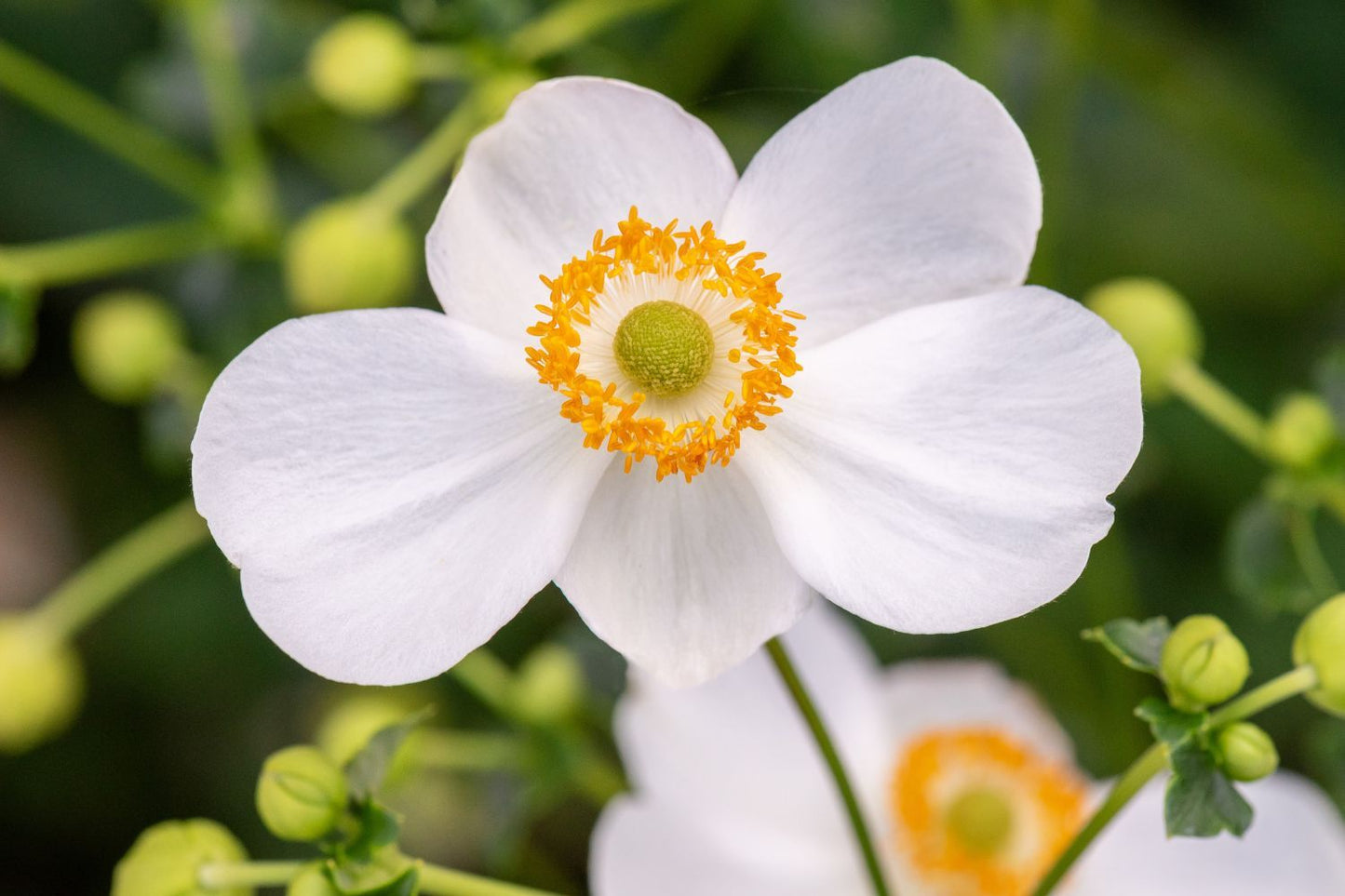 Anemone 'Pretty Lady Maria' ® Herbstanemone