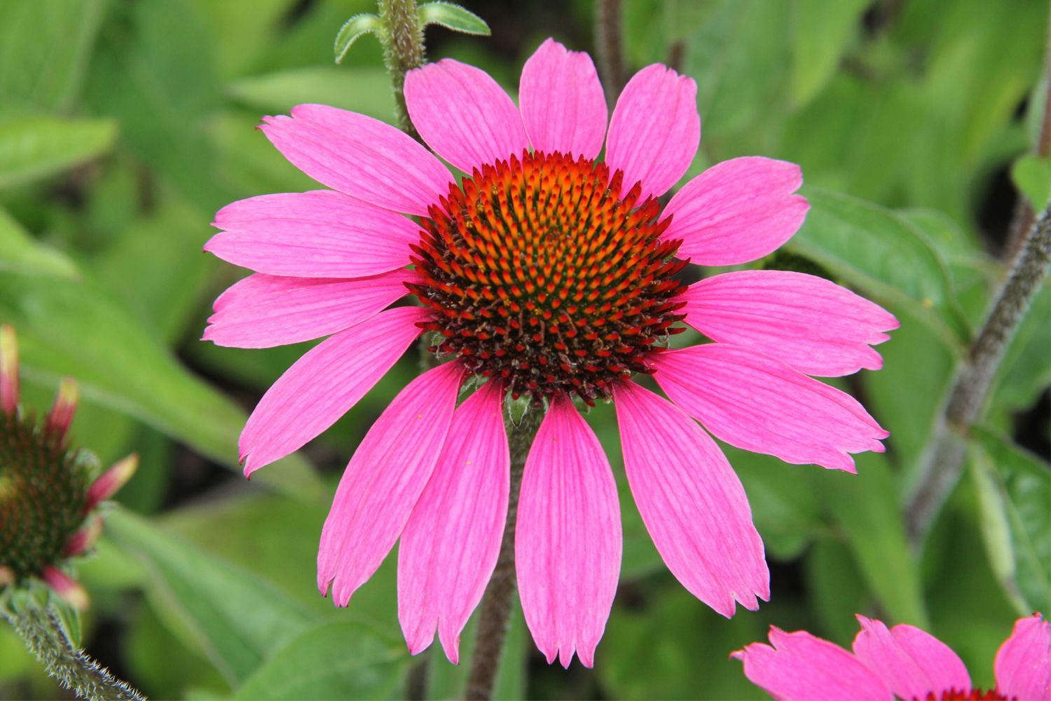 Echinacea 'Amazing Dream' ® Scheinsonnenhut