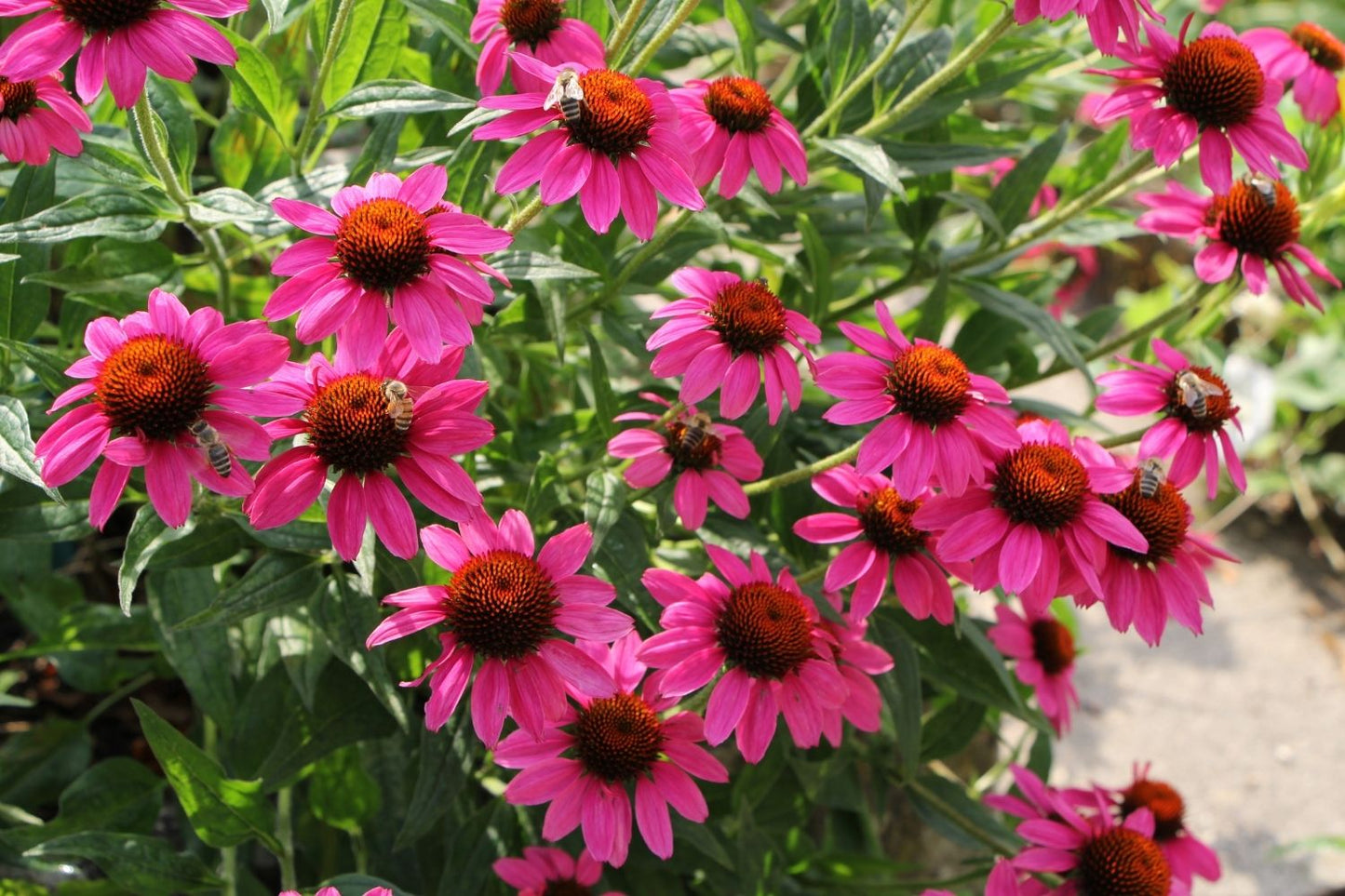 Echinacea 'Amazing Dream' ® (Scheinsonnenhut)