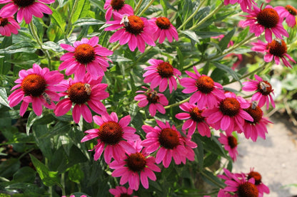 Echinacea 'Amazing Dream' ® (Scheinsonnenhut)