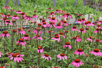 Echinacea 'Amazing Dream' ® (Scheinsonnenhut)