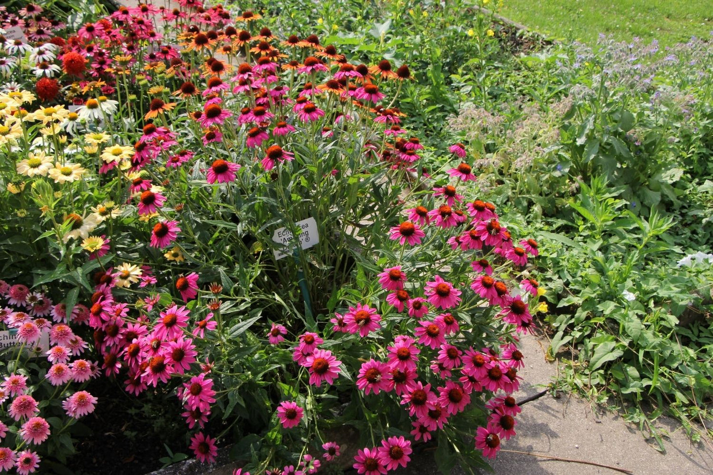 Echinacea 'Amazing Dream' ® (Scheinsonnenhut)
