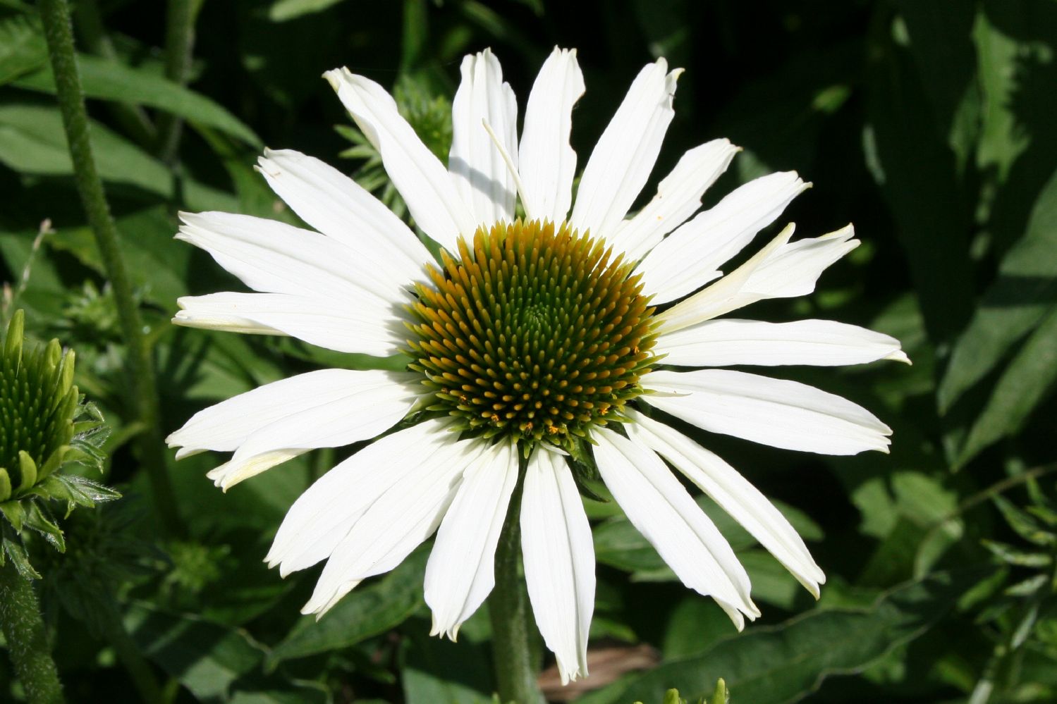 Echinacea 'Avalanche' ® Scheinsonnenhut