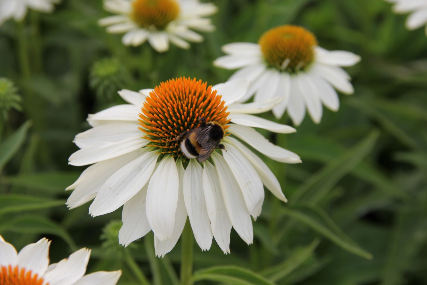 Echinacea 'Innocent Meadow Mama' ® Weißer Scheinsonnenhut