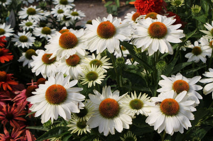 Echinacea 'Innocent Meadow Mama' ® (Weißer Scheinsonnenhut)