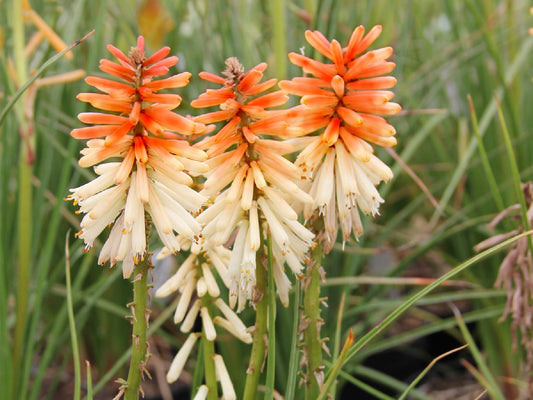 Kniphofia 'Orange Vanilla Popsicle' Fackellilie