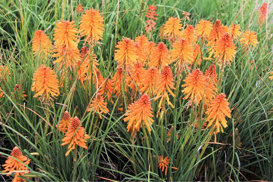 Kniphofia 'Poco Orange' Fackellilie