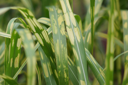 Miscanthus x giganteus 'Aligator' Hohes Chinaschilf