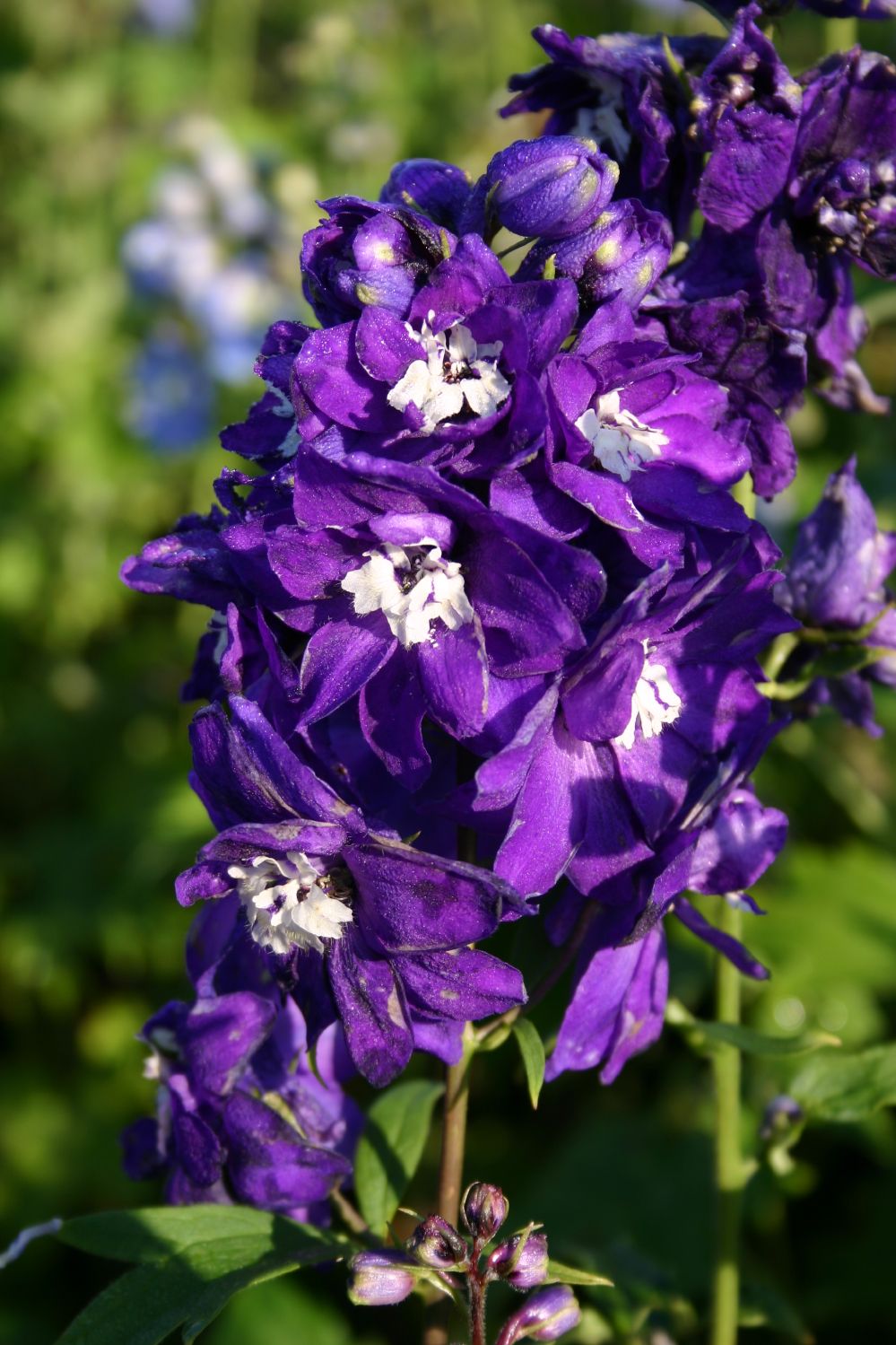 Delphinium New Millenium 'Purple Passion' (Rittersporn) - P 1