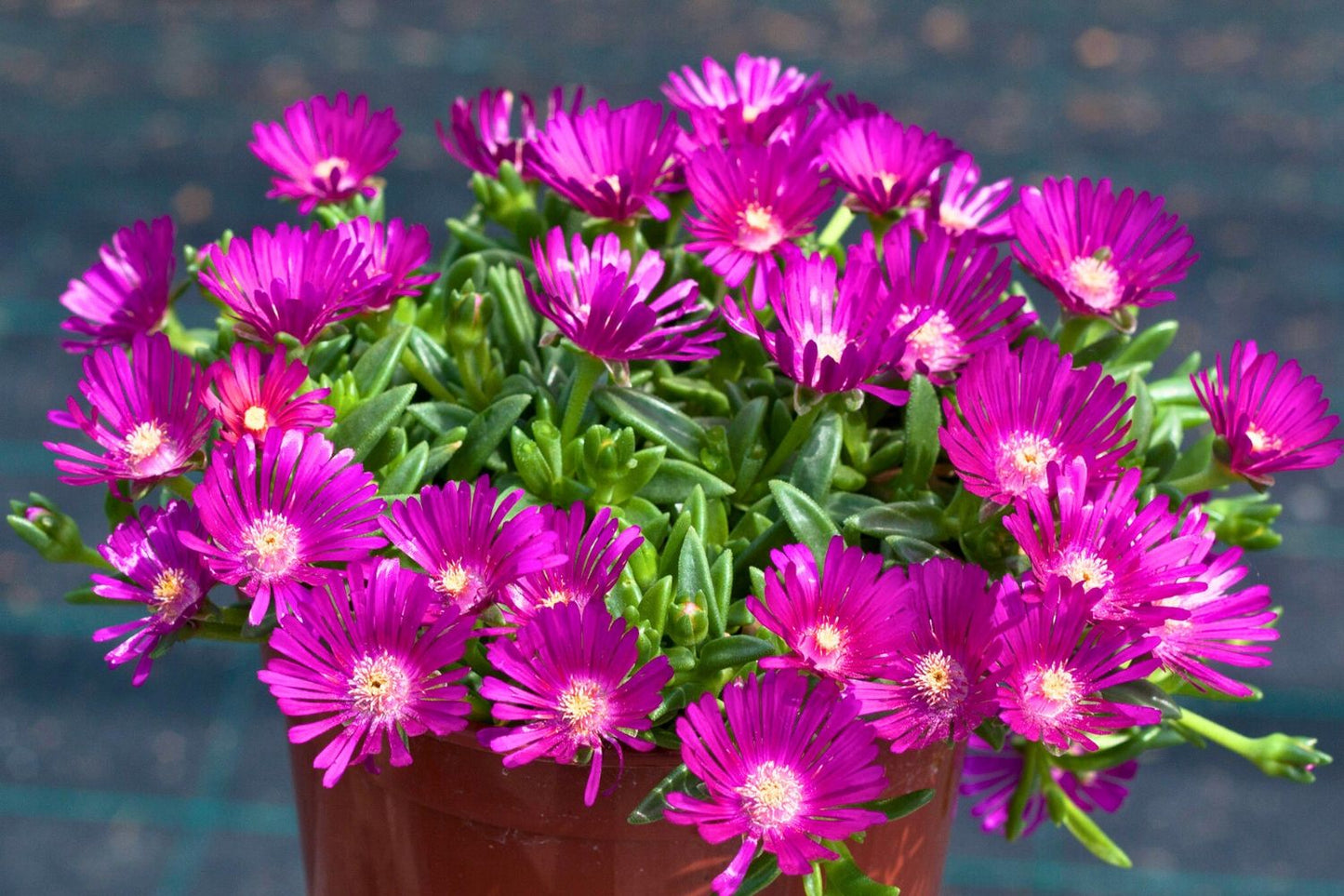 Delosperma 'Sundella Neon' (Mittagsblume)